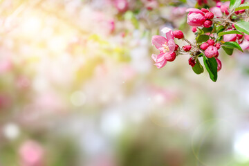 Spring background with flowering pink apple branch. Copy space