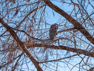 A Grey Heron perched in a tree