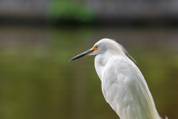 Close up shot of Snowy Egret bird by the lake