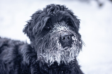 Beautiful black dog Giant Schnauzer on a walk in winter in snowy weather.