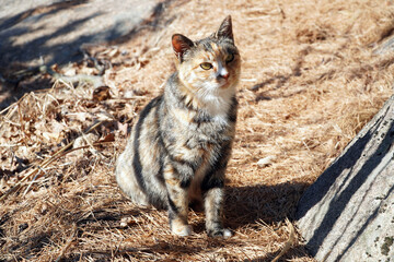 cat on the beach