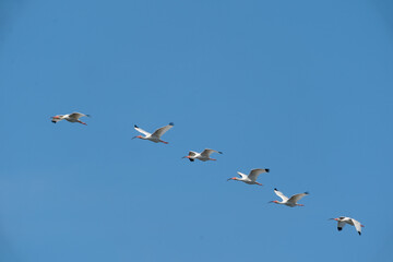 The American white ibis (Eudocimus albus)