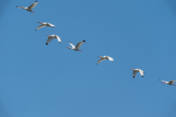 The American white ibis (Eudocimus albus)
