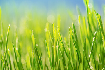 Abstract green grass natural background, selective focus.