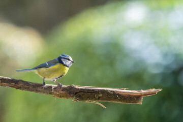 blue tit on a branch in the garden