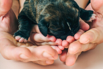 Male hands and small baby hands hold a newborn german boxer puppy, care and love in the family for pets