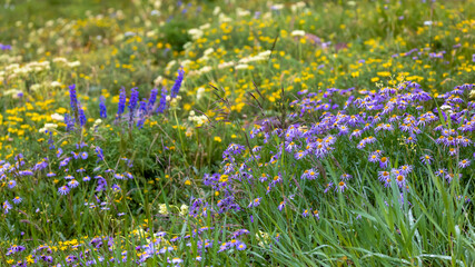 Fototapeta premium Summer time wildflowers in Colorado rocky mountains