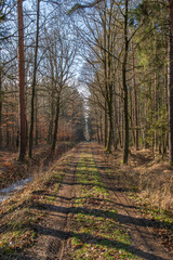 Obraz premium path in the winter forest