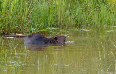 Beaver eating leaves in pong