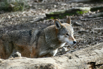 An alert red wolf standing in the forest