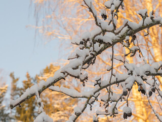 Branches under the snow on a sunny day..  Winter nature.close up.