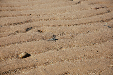 beautiful sand on the beach in sunny day