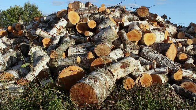 A pile of birch firewood lies on the grass. Chopped firewood stacked in a pile. Pile of logs for fireplace
