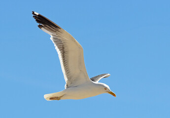 Seagull flying with the wings spread out and a lovely sky in the background.