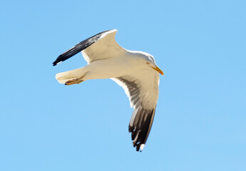 Seagull flying with the wings spread out and a lovely sky in the background.