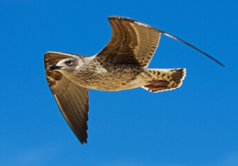 Seagull flying with the wings spread out and a lovely sky in the background.