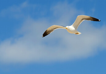 Seagull flying with the wings spread out and a lovely sky in the background.