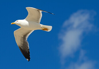 Seagull flying with the wings spread out and a lovely sky in the background.