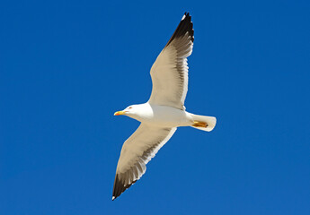 Fototapeta na wymiar Seagull flying with the wings spread out and a lovely sky in the background.