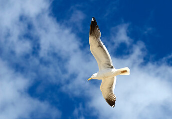 Seagull flying with the wings spread out and a lovely sky in the background.