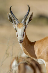 Springbok in the Kgalagadi