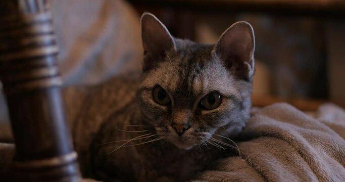 Devon Rex Cat Looking At Camera