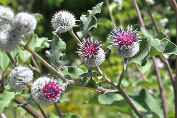 In the wildlife grows burdock (Arctium)