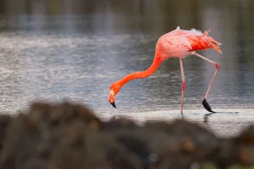 Foto op Canvas flamingo in the water Galapagos Islands © Pablo
