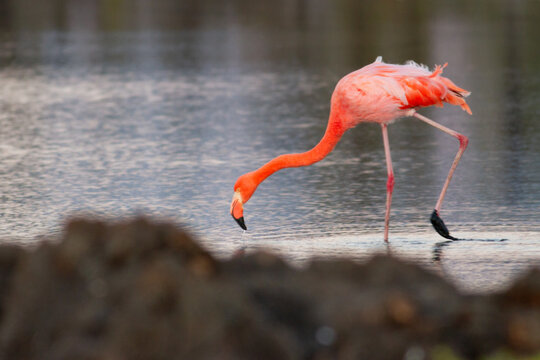flamingo in the water Galapagos Islands
