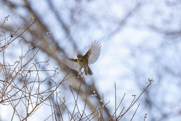 翼を広げるルリビタキ