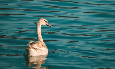A swan on turquoise water. Swans on the lake in January.