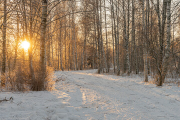Path between trees covered with snow on a sunny day. Scandinavian nature. Finland.