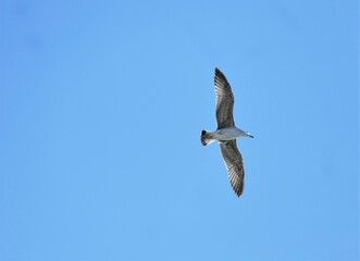 Seagull spread wings and fly high in the blue sky