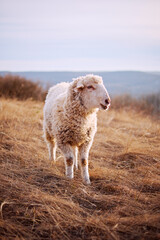 Obraz premium Lamb on the field