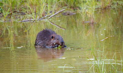 Beaver eating leaves in pong