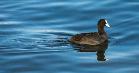 Waterfowl on the Danube - Fulica attracts. The birds float on the blue water.