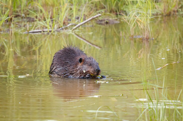 Beaver eating leaves in pong