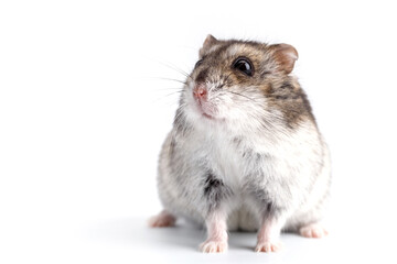 Dwarf gray hamster isolated on white background.Cute baby hamster, standing facing front.hamster eating food