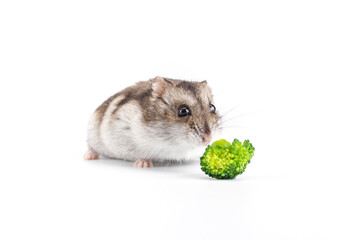 Dwarf gray hamster isolated on white background.Cute baby hamster, standing facing front.hamster eating food