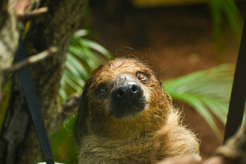 Young sloth at the Brevard Zoo in Florida