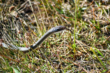 Snake in the Merritt Island National Wildlife Refuge, Florida