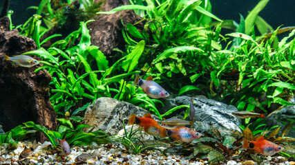 A green beautiful planted tropical freshwater aquarium with fishes.Freshwater aquarium fish, The Sail-fin molly, (Poecilia velifera ), gold, white, silver and dalmatin mutation