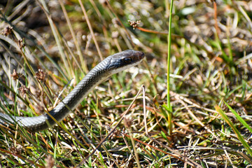 Snake in the Merritt Island National Wildlife Refuge, Florida