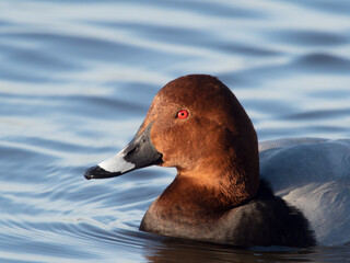Northern pochard, Aythya ferina