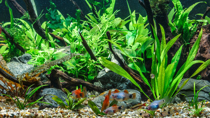 A green beautiful planted tropical freshwater aquarium with fishes.Freshwater aquarium fish, The Sail-fin molly, (Poecilia velifera ), gold, white, silver and dalmatin mutation