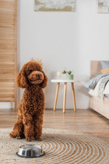 curly poodle sitting near metallic bowl on round rattan carpet.