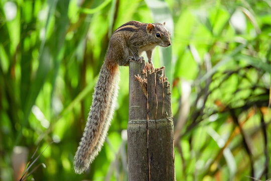 Three striped Palm Squirrel from Sri Lanka.