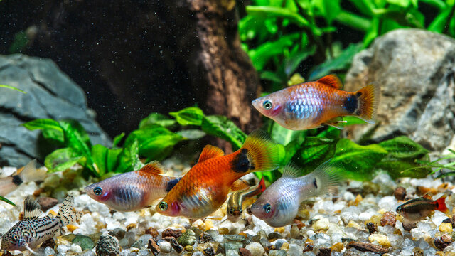 A green beautiful planted tropical freshwater aquarium with fishes.Freshwater aquarium fish, The Sail-fin molly, (Poecilia velifera ), gold, white, silver and dalmatin mutation