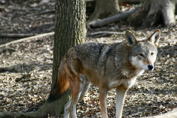 An alert red wolf standing in the forest