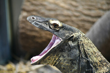 A big yawn from a komodo dragon